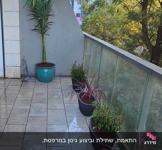 עציצים עם צמחים על מרפסת מרוצפת